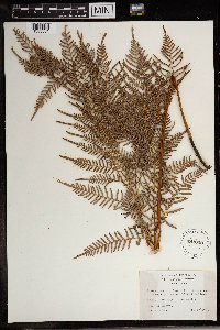 Image Associated With the Occurrence