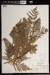 Image Associated With the Occurrence