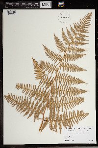 Media resource of Pteridium arachnoideum