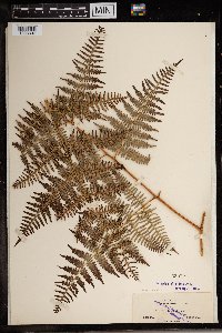 Pteridium caudatum image