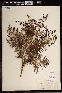 Pteridium caudatum image