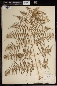 Pteridium caudatum image