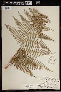 Pteridium caudatum image