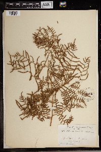 Pteridium caudatum image