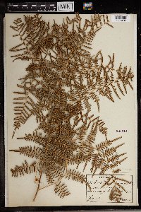 Pteridium caudatum image