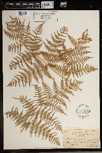 Pteridium caudatum image