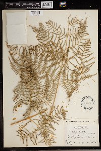 Pteridium caudatum image