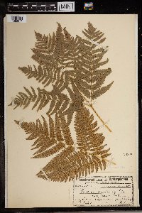 Media resource of Pteridium aquilinum