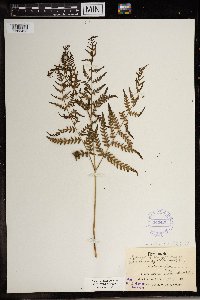 Image Associated With the Occurrence