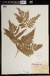 Image Associated With the Occurrence