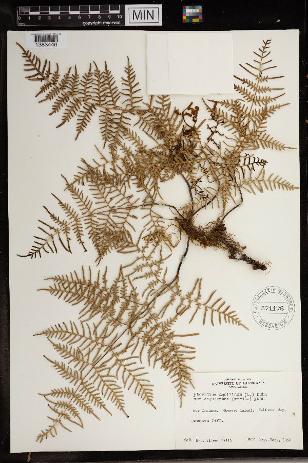 Pteridium esculentum image