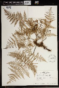 Media resource of Pteridium esculentum