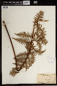Pteridium aquilinum var. latiusculum image