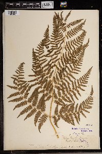 Pteridium aquilinum var. latiusculum image