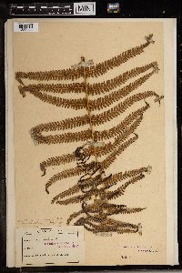 Media resource of Pteridium aquilinum subsp. wightianum