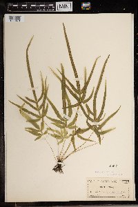 Pteris cretica image