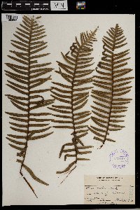Pteris excelsa image