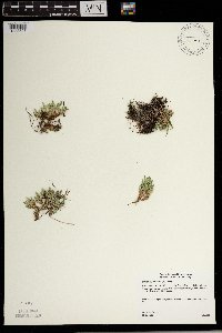 Selaginella rupestris image