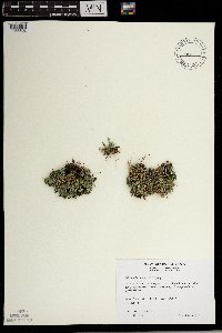 Selaginella rupestris image