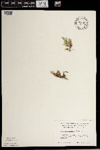 Selaginella rupestris image