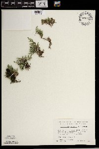 Selaginella rupestris image