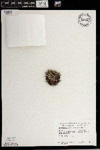 Selaginella rupestris image