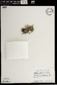 Selaginella rupestris image