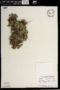 Selaginella rupestris image