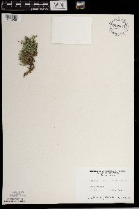 Selaginella rupestris image