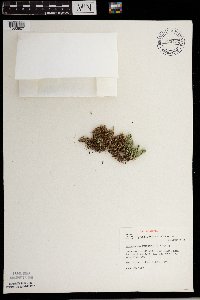 Selaginella rupestris image