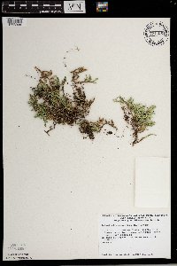 Selaginella rupestris image