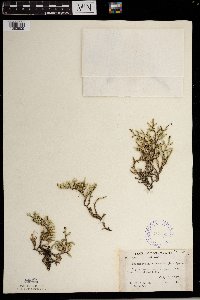 Selaginella rupestris image