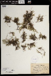 Selaginella rupestris image