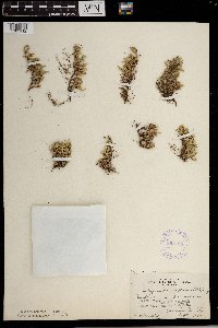 Selaginella rupestris image