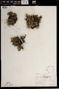 Selaginella rupestris image