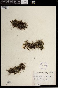 Selaginella rupestris image