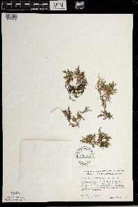 Selaginella rupestris image