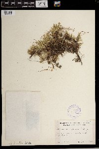 Selaginella rupestris image