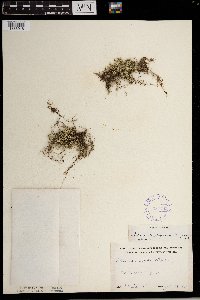 Selaginella rupestris image