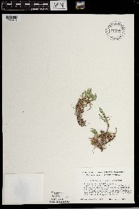 Selaginella rupestris image