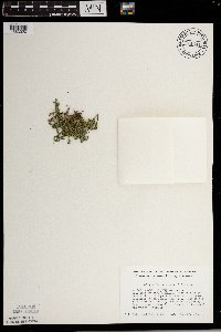 Selaginella rupestris image