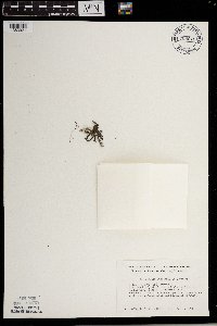 Selaginella rupestris image