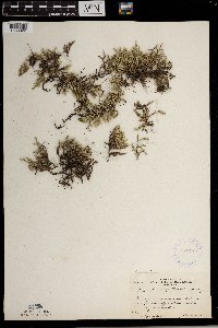 Selaginella rupestris image