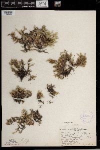 Selaginella rupestris image