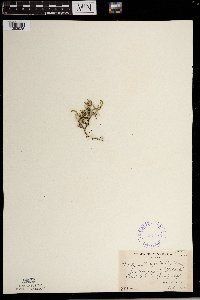 Selaginella rupestris image