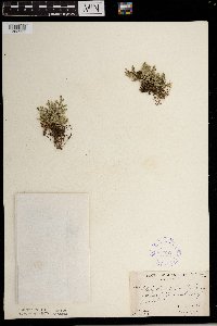 Selaginella rupestris image