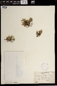 Selaginella rupestris image