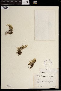 Selaginella rupestris image