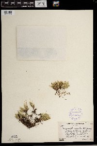 Selaginella rupestris image