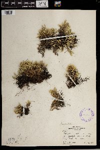 Selaginella rupestris image